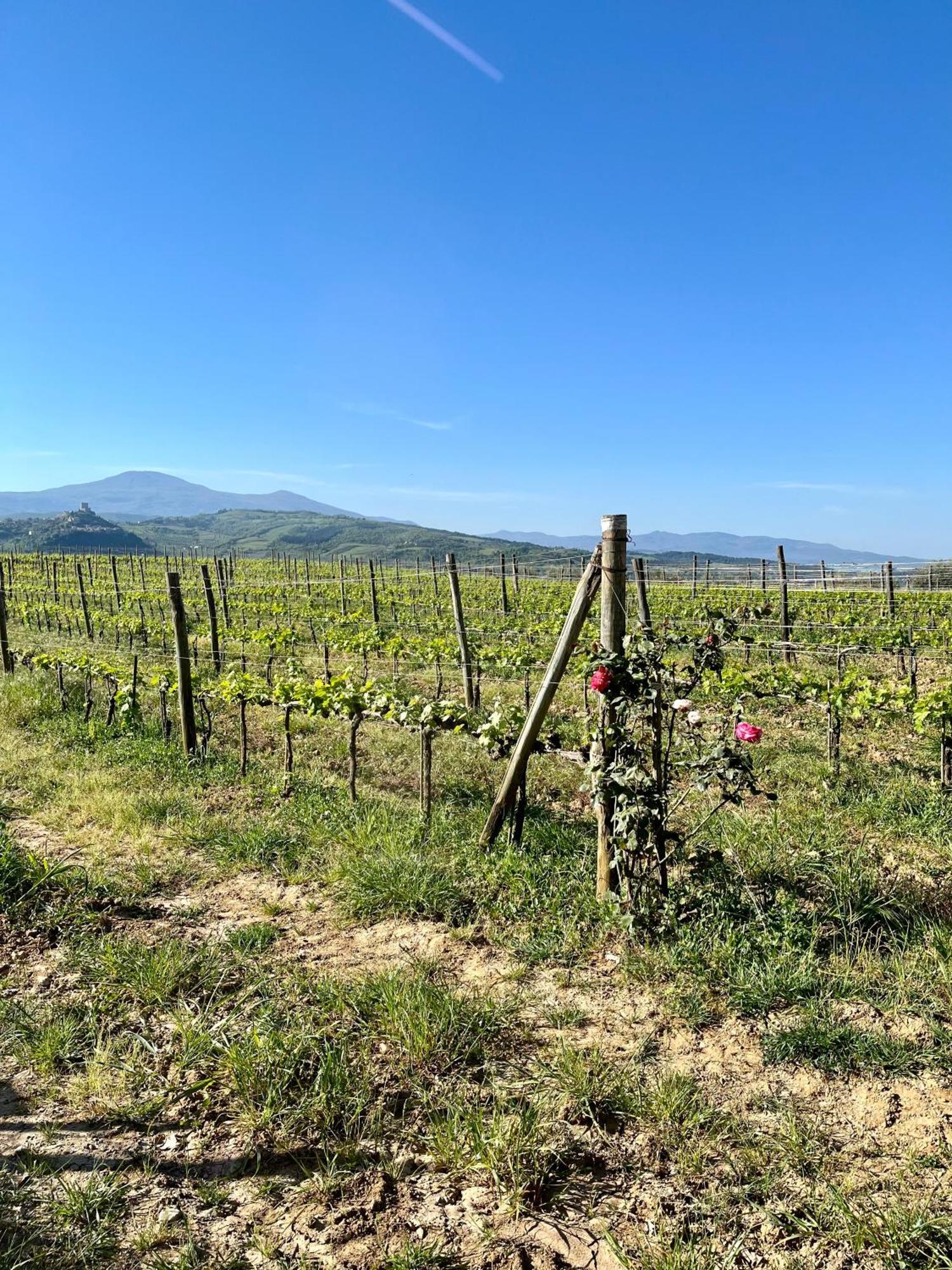 Le Querciole In Val D'orcia Appartamento