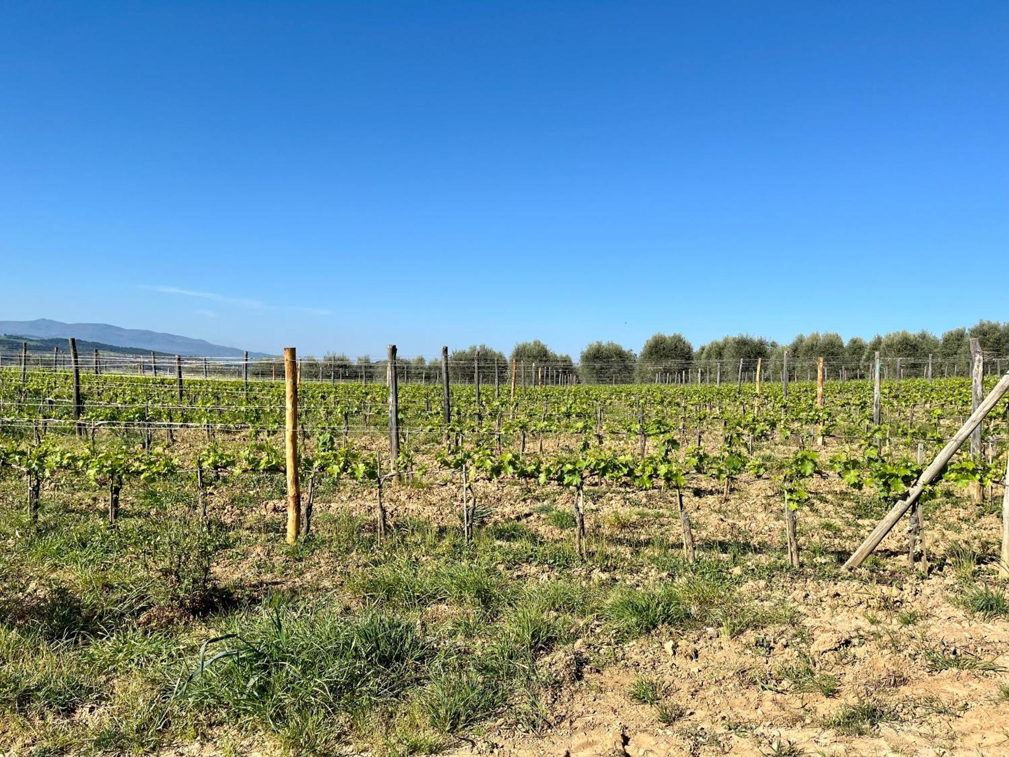 Apartment Le Querciole In Val D'orcia *