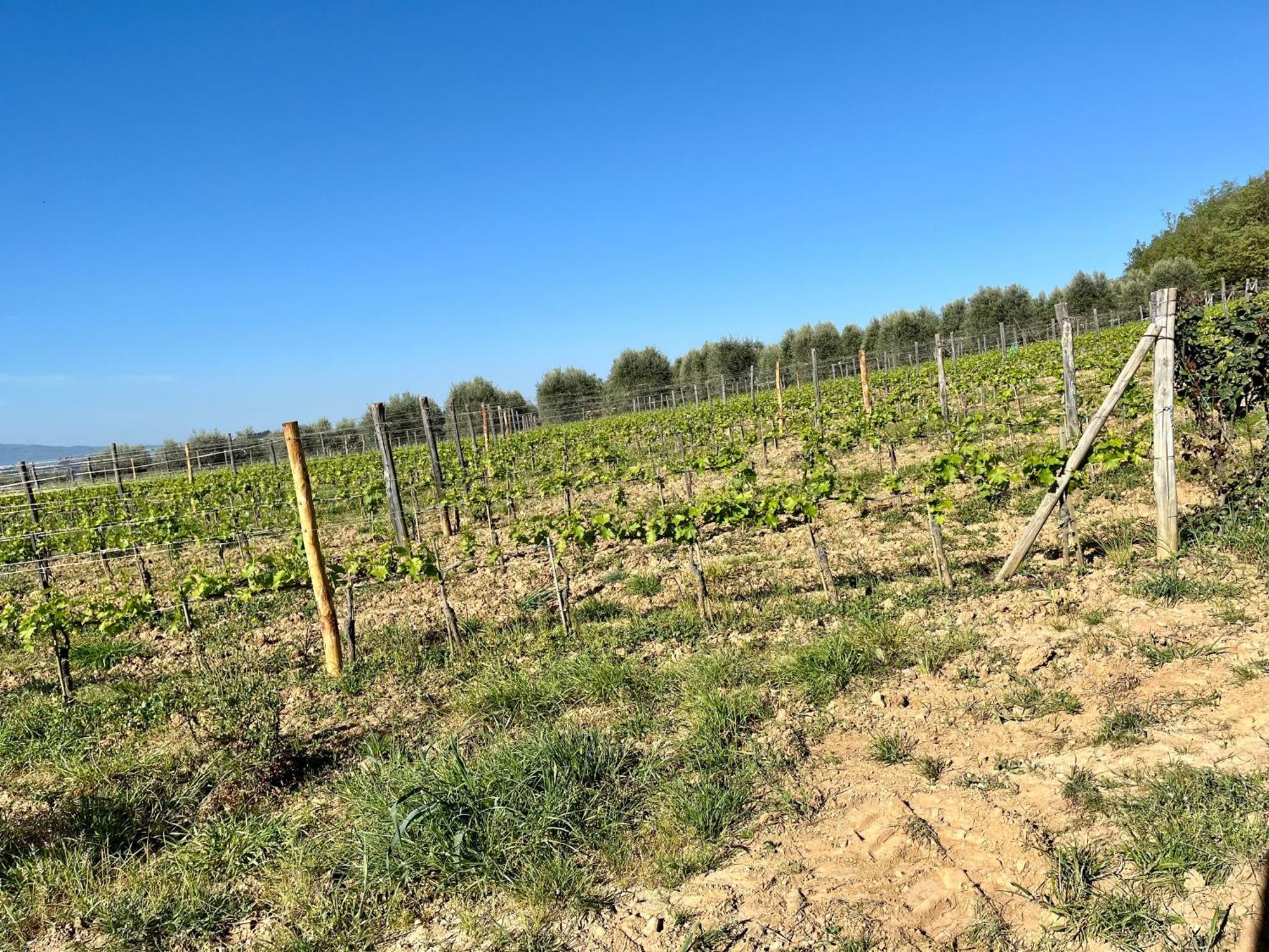 Le Querciole In Val D'orcia *
